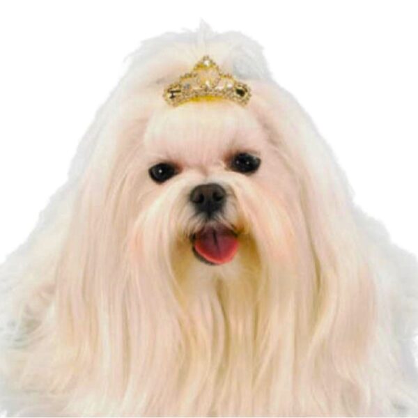 Dog Tiara