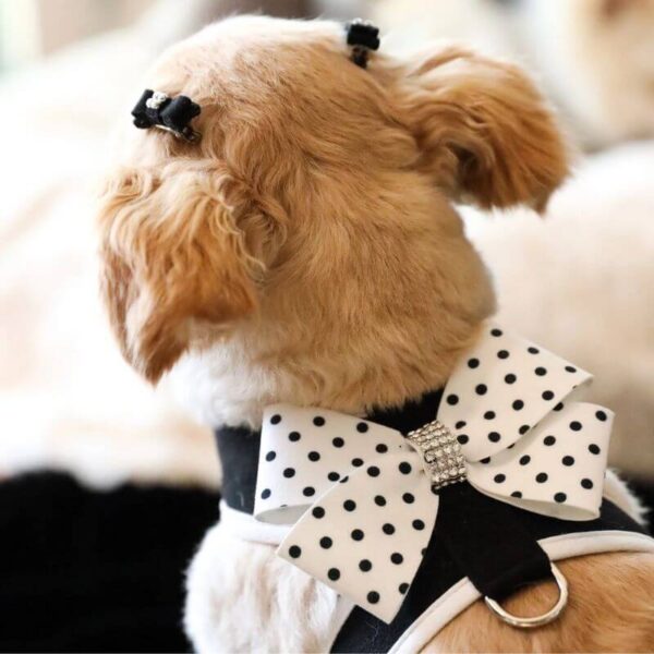 dog harness