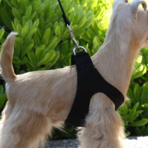 step in dog harness