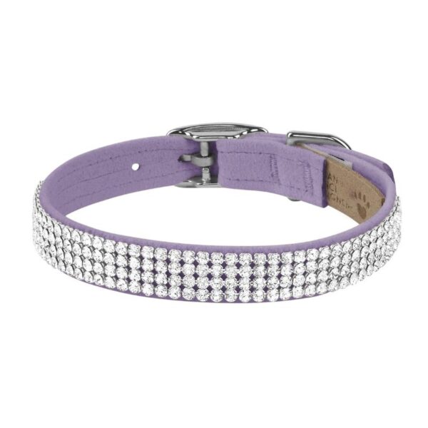 dog collar