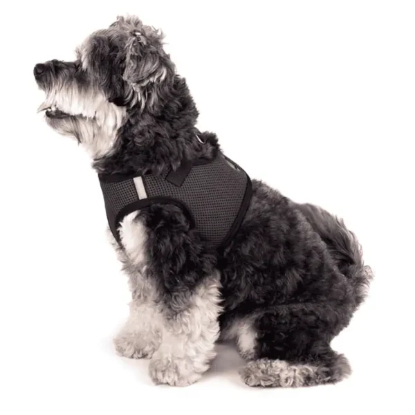 A black and white dog is sitting, wearing a black harness.