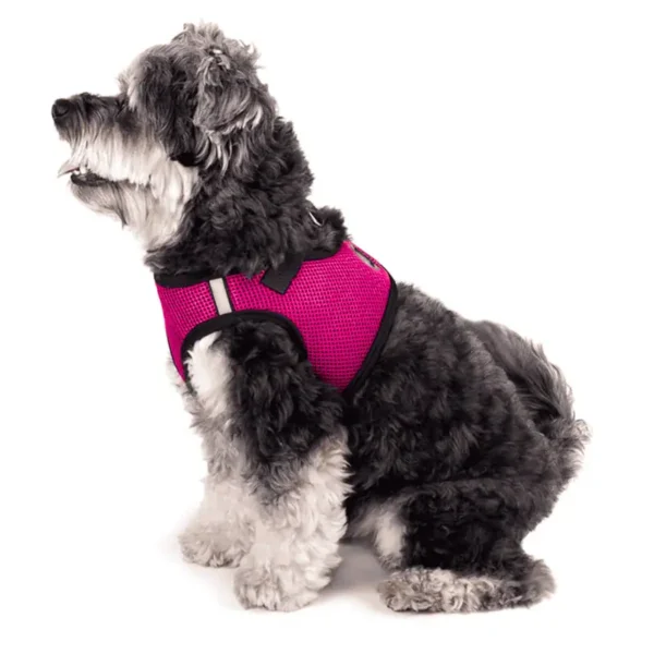 A black and white dog wearing a pink harness, sitting sideways.