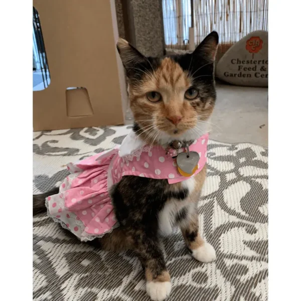 Pink Polka Dot and Lace Dog Dress