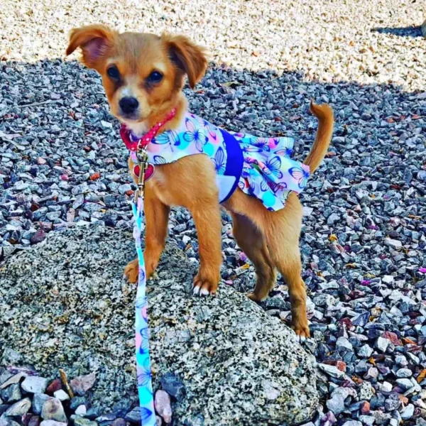Purple Butterfly Dog Dress w/ Matching Leash