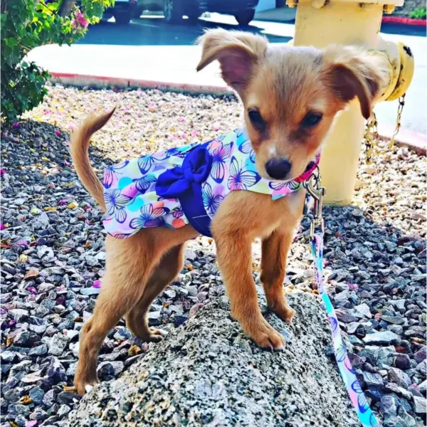 Purple Butterfly Dog Dress w/ Matching Leash
