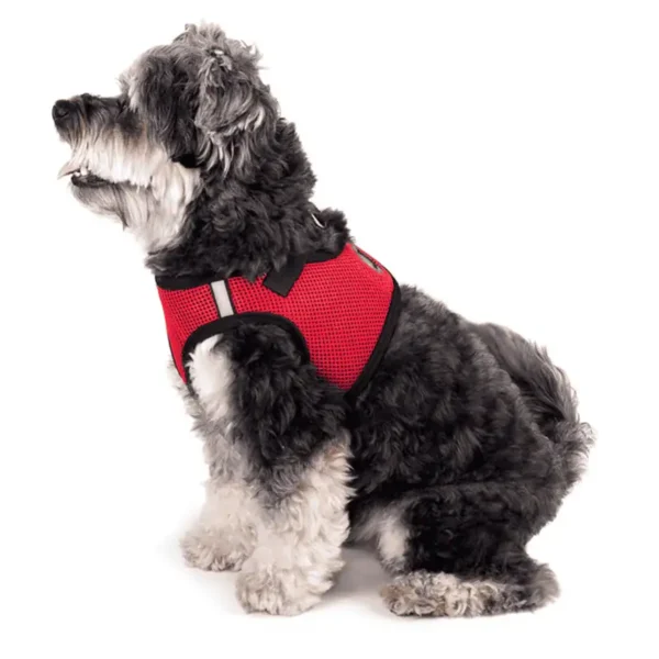 A black and white dog wearing a red harness, sitting and looking to the side.