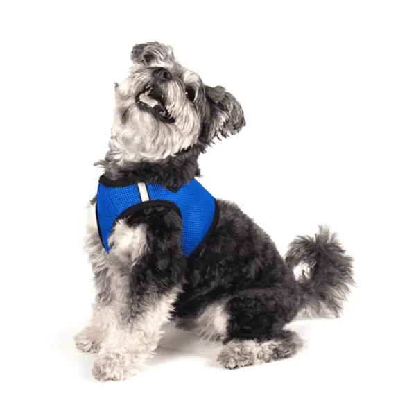 A cheerful black and gray dog wearing a blue harness, sitting and looking up to the side.