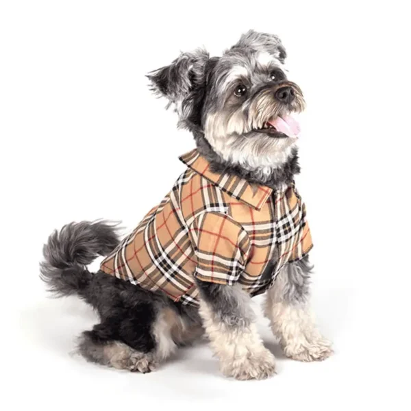 A small dog wearing a stylish tan plaid shirt, sitting and smiling.
