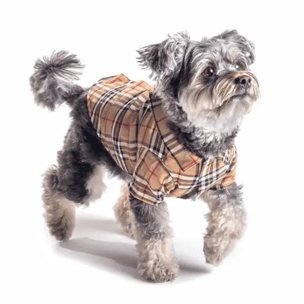 A small dog wearing a tan plaid-patterned shirt, posing and looking playful.