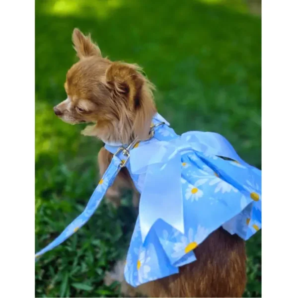 A small dog wearing a blue floral dress stands on green grass.