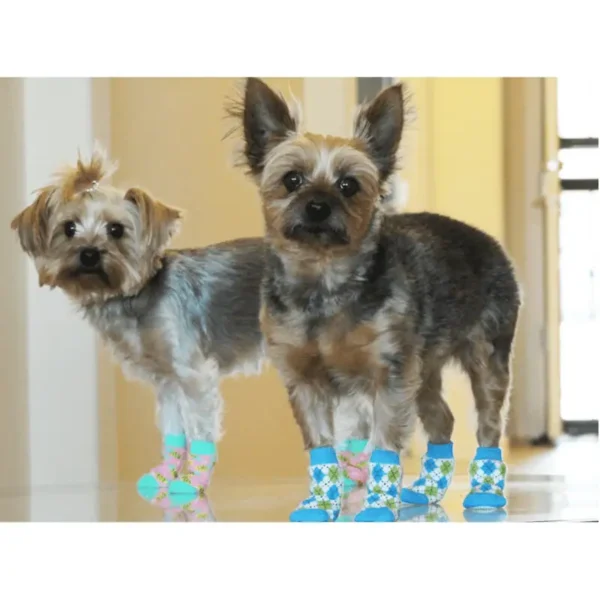 Two small dogs wearing colorful socks, standing on a polished floor.