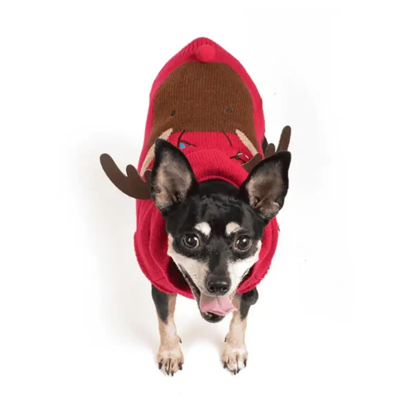A small dog wearing a red sweater with antlers, looking up at the camera.