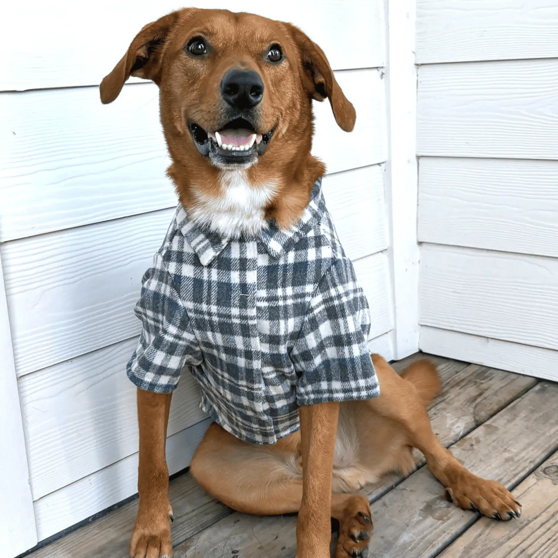 Brown dog sitting wearing a Gray and blue plaid flannel dog shirt with a collar
