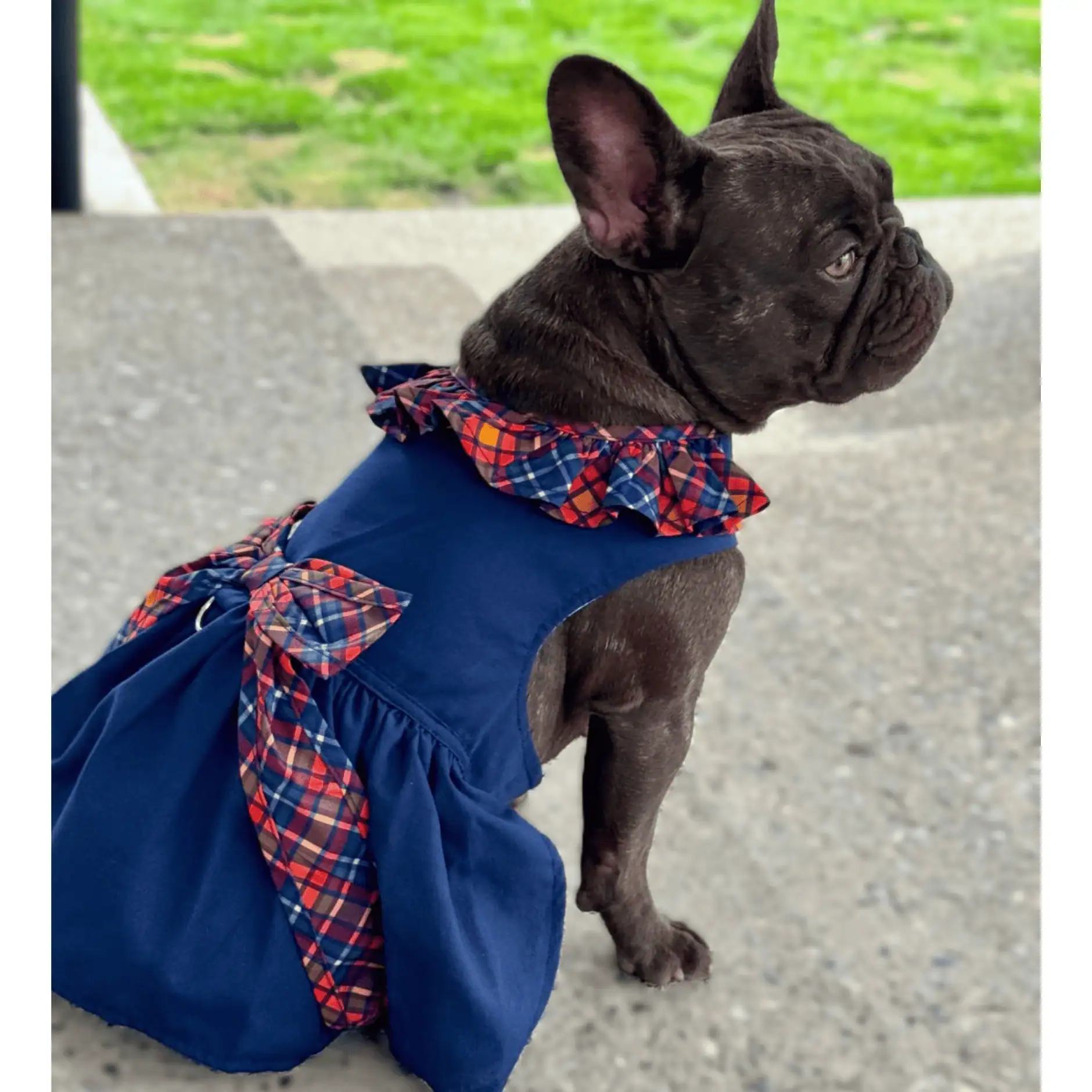 A small black pug sitting with it's back facing front wearing a navy blue dress with a blue and orange plaid ruffle at the neck and matching bow at the waist