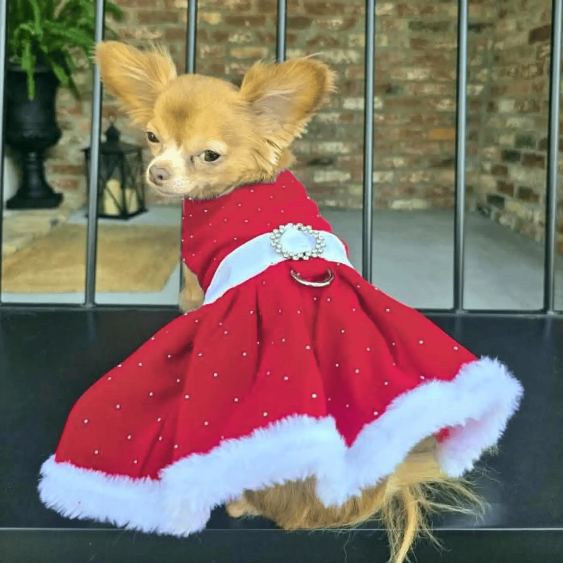 Asmall brown dog sitting with it's back towards the front wearing a red sparkle velvet dress with a white belt and rhinestone buckle, and white fur trim around the skirt
