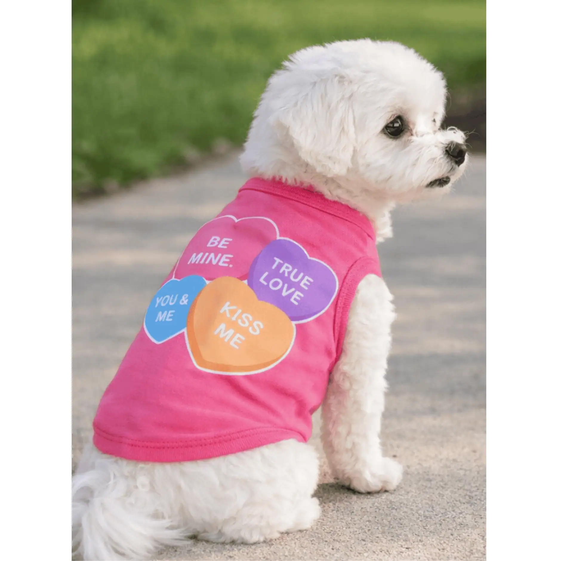 A maltese witting on the sidewalk wearing a pink dog tank